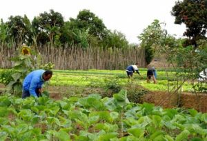 agricultura-familiar