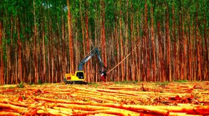 desmatamento-floresta-emiss_o-gases-de-efeito-estufa
