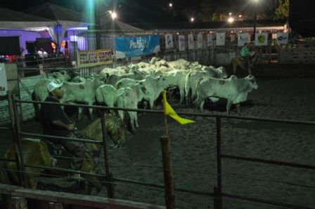 Team penning atrai grande público à Expofeira 2018