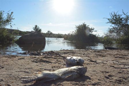 Exames indicam que baixo índice de oxigênio na água provocou morte de peixes na lagoa da Pedreira