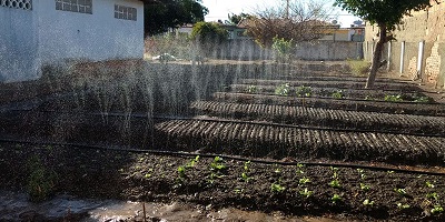 Estado libera R$ 300 mil de investimento para hortas escolares