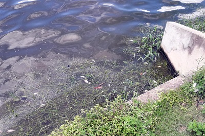 Secretaria do Meio Ambiente constata morte de peixes na Lagoa Grande