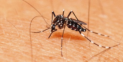 Índice de notificação de doenças transmitidas pelo mosquito Aedes aegypti cai em Feira de Santana