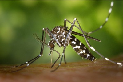 Bahia registra mais de 24 mil casos de dengue, zika e chikungunya