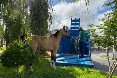 Em 2022, quase 200 cavalos foram recolhidos em Feira de Santana pelo Centro de Zoonoses