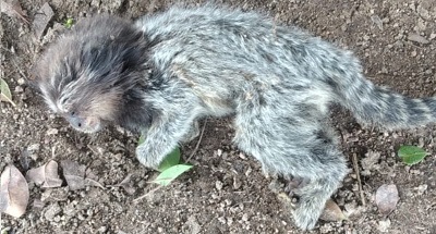 Município em alerta para mortes de saguis em Ipuaçu