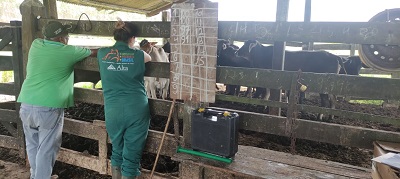 Programa inédito de melhoramento genético bovino é iniciado em Teixeira de Freitas