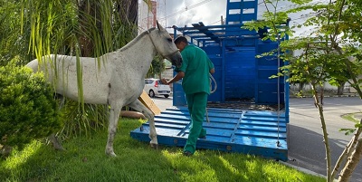 Recolhimento de cavalos em vias públicas é intensificado