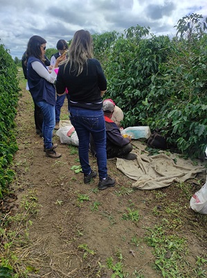25 trabalhadores são resgatados em situação precária em fazenda de café na Bahia