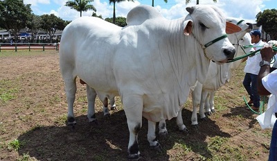 Secretaria firma acordo para melhorar genética de rebanhos através de inseminação artificial