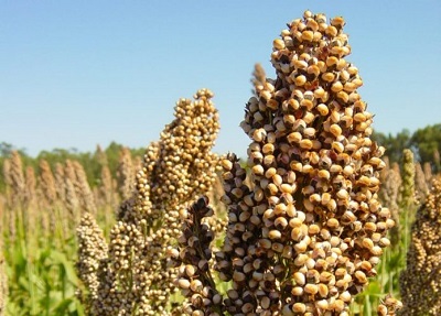 Bahia pode produzir 11 milhões de toneladas de grãos em 2023 - Copia