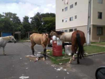 Município de Ilhéus deve recolher animais abandonados, após atuação da Defensoria