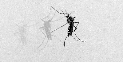 mosquito Aedes Aegypti