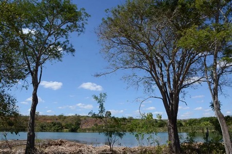 Bahia lança edital para projetos de reflorestamento no Cerrado