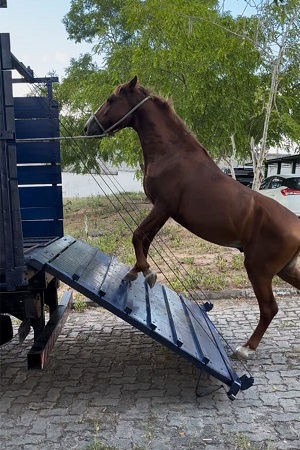 Centro de Zoonoses retoma serviço de recolhimento de animais de grande porte em vias públicas