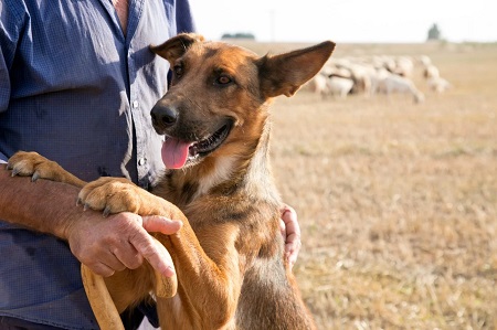 Governo destina R$3 milhões para primeira etapa do projeto de controle populacional de cães no semiárido