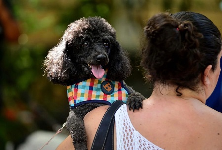 Prefeitura de Salvador sanciona leis que criam o Cadastro Protetor e garantem permanência de animais comunitários
